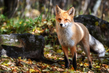 Naklejka na ściany i meble curious young red fox portrait close up
