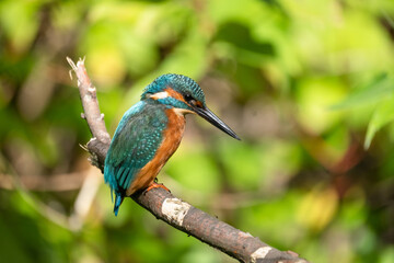 Eisvogel bei Sonne auf einem Ast