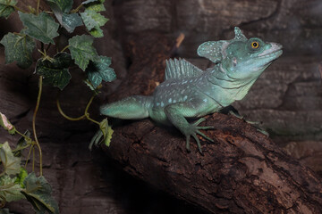 Green chameleon with yellow eyes 1