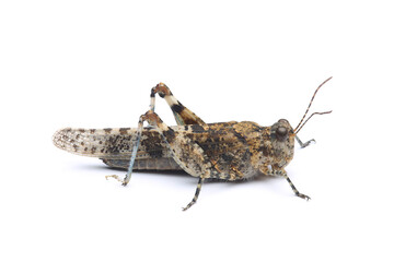 Blue-winged grasshopper (Oedipoda caerulescens) isolated on white
