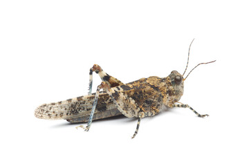 Blue-winged grasshopper (Oedipoda caerulescens) isolated on white