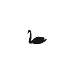black swan on a white background