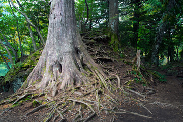 日光・湯ノ湖畔　国立公園内にある湯ノ湖一周ハイキング