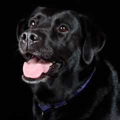 Black Labrador