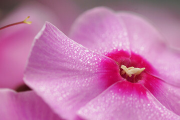 Part of a pink phlox flower. Close-up.