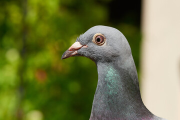 Portrait einer Felsentaube	