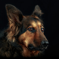 Fototapeta premium German Shepherd Dog
