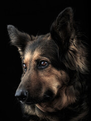 German Shepherd Dog