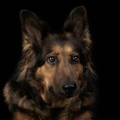 German Shepherd Dog