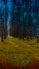 autumn forest in the morning