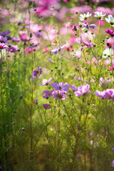 Cosmos wild flowers in sunshine