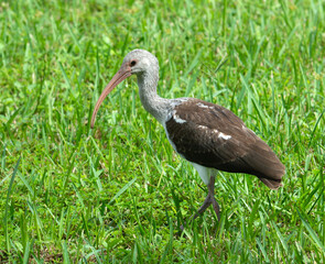 Juvenile white ibis with chocolate brown and white feathers and a downward curved dull orange bill is walking on its long legs through green grass.