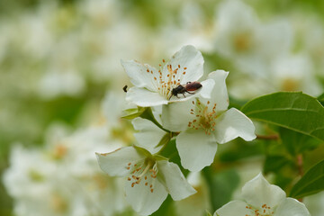 Europäischer Pfeifenstrauch (Philadelphus coronarius)	
