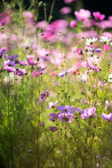 Obraz na płótnie Canvas Cosmos wild flowers in sunshine