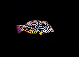 Eastern black-spotted wrasse - Macropharyngodon meleagris