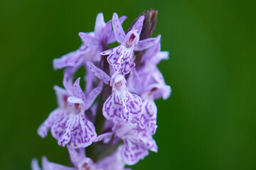 Obraz premium Geflecktes Knabenkraut (Dactylorhiza maculata) in der Oberlausitz 
