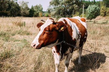 White red cow grazing in the field