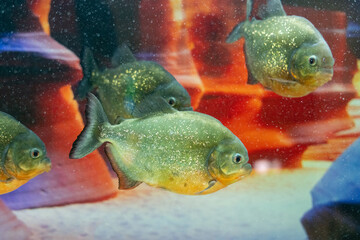 Dangerous predatory fish piranha swims in the aquarium. Pygocentrus nattereri