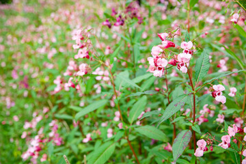 Drüsiges Springkraut  Impatiens glandulifera