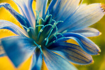 Blue cornflower flower close-up in a field on the street at sunset, macro selective focus. High quality photo