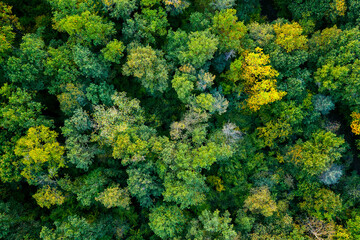 Fototapeta aerial top down view of a green forest obraz