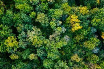 Raamstickers aerial top down view of a green forest © Raul Mellado