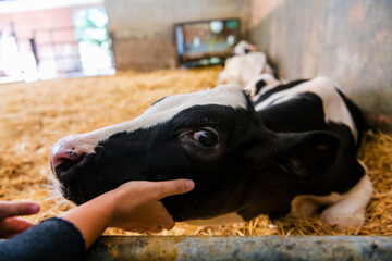 black and white calf at farm caressing with a hand