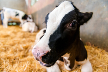 Obraz na płótnie Canvas portrait of a black and white calf at dairy farm