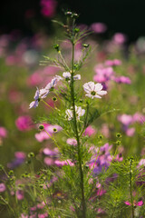 Cosmos wild flowers in sunshine