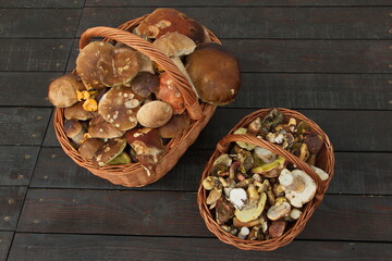 Mushroom crop in Bohemia Forest in Czech republic,Europe
