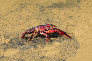 Red swamp crayfish (Procambarus clarkii) in its habitat. This is an invasive specie in Spain and is found in the Donana nature reserve