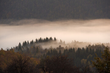 Dense fog swept through the forest. Autumn morning on the mountain.  