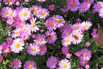 Fototapeta premium bright beautiful flowers in botanical garden