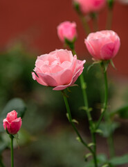 Pink flower growing and caressing look.