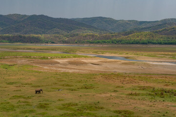 Obraz premium Elephant grazing