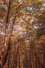 autumn in the forest