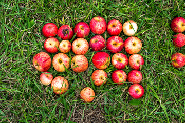 Red apples picked from the farm and selected in the box, ready to be sold. Organic product