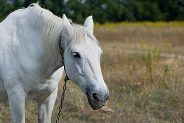 Obraz na płótnie Canvas close-up portrait of a white horse