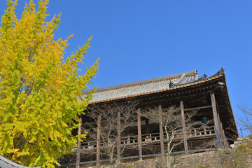 Fototapeta na wymiar 宮島の豊国神社と黄色に色付いた銀杏の木