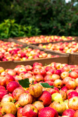 Red apples picked from the farm and selected in the box, ready to be sold. Organic product