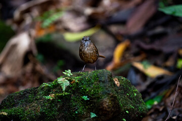 Streaked Wren Babbler