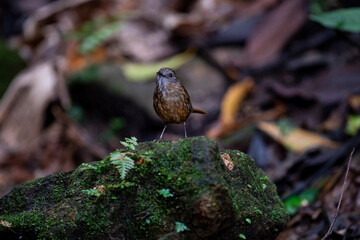 Streaked Wren Babbler