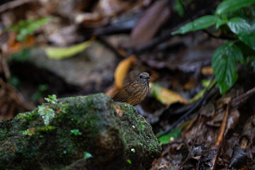 Streaked Wren Babbler