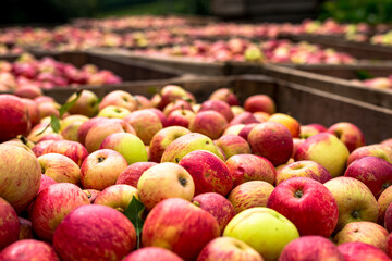 Red apples picked from the farm and selected in the box, ready to be sold. Organic product