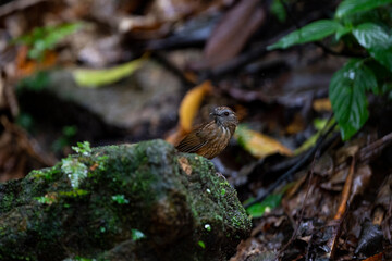 Streaked Wren Babbler