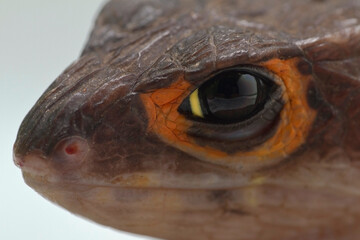  Close up of Red Eyed Crocodile Skink.