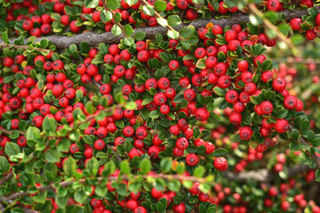 Red cotoneaster fruits on a flowerbed on a clear autumn day.