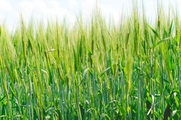  Green spikelets of barley grow in a field on a Sunny day, texture. 