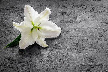 Obraz na płótnie Canvas Lily funeral flower on dark stone. Condolence card with copy space