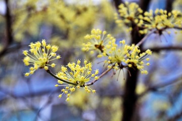 yellow flowers in spring